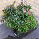 Pieris japonica 'Bonfire' - 