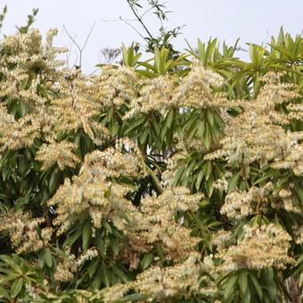 Pieris 'Forest Flame'