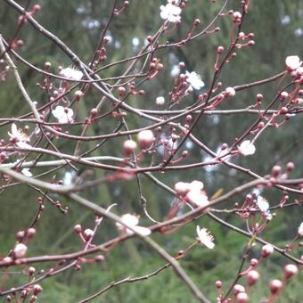 Prunus spinosa