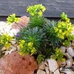 Draba sphaeroides - 