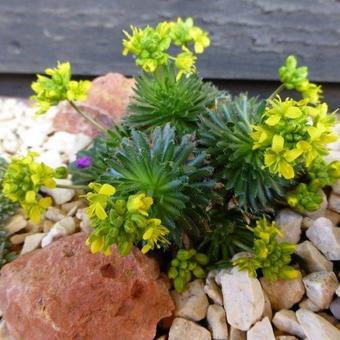 Draba sphaeroides