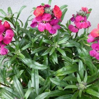 Erysimum 'Red Jep'