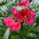 Erysimum 'Red Jep' - Erysimum 'Red Jep'