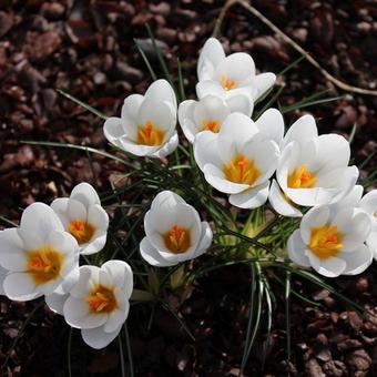 Crocus vernus 'Jeanne d'Arc'