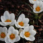 Crocus vernus 'Jeanne d'Arc' - CROCUS JEANNE D'ARC