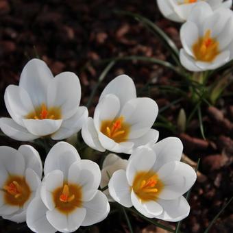 Crocus vernus 'Jeanne d'Arc'