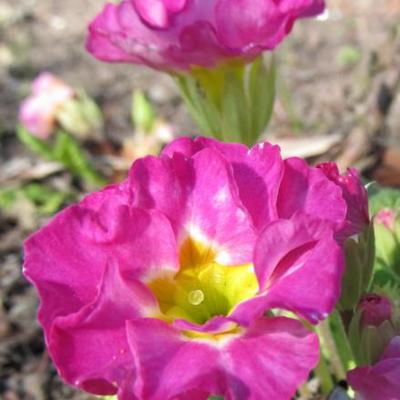 Primula vulgaris 'Suze' - 