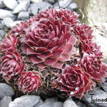 Sempervivum 'Rubin' - 