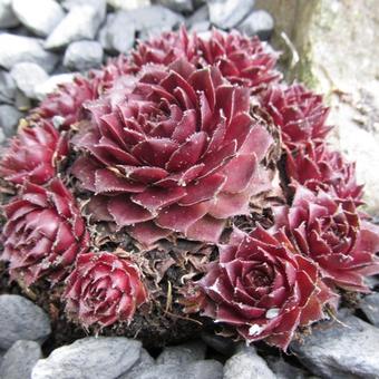 Sempervivum 'Rubin'