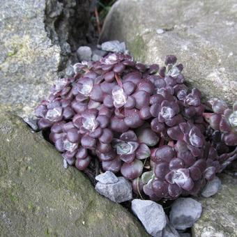 Sedum spathulifolium 'Purpureum'