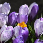 Crocus - Crocus