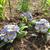 Primula vulgaris 'Zebra Blue'