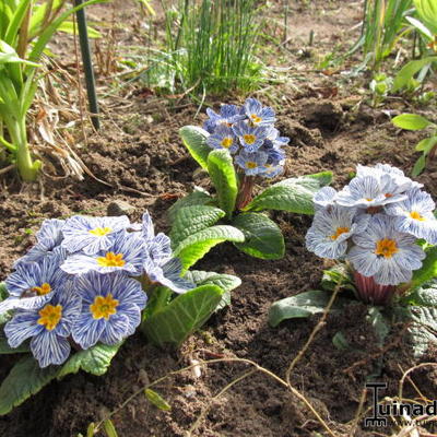 Primula vulgaris 'Zebra Blue'  - 