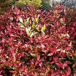 Leucothoe walteri - 