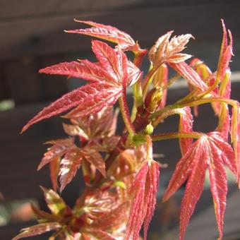 Acer palmatum