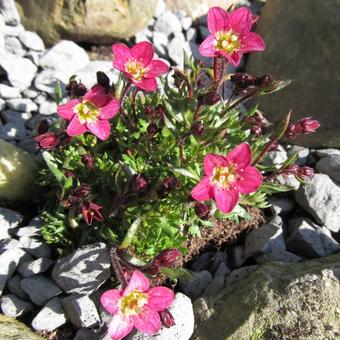 Saxifraga (Mossy Group) 'Luschtinetz'