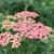 Achillea millefolium 'Wesersandstein'