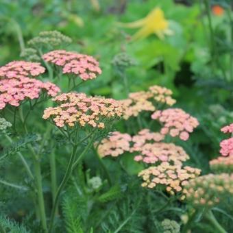 Achillea millefolium 'Wesersandstein'