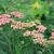 Achillea millefolium 'Wesersandstein'