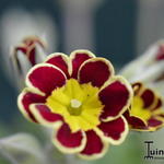 Primula 'Gold Lace Hybrids' - 