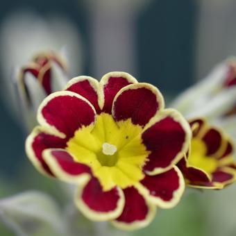 Primula 'Gold Lace Hybrids'