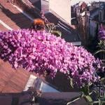 Buddleja davidii 'Border Beauty' - 