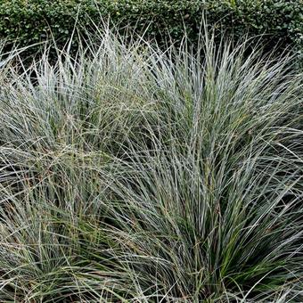 Carex oshimensis 'Everest'