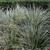 Carex oshimensis 'Everest'