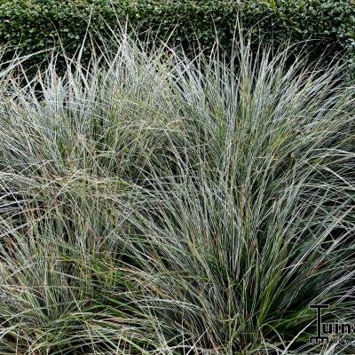 Carex oshimensis 'Everest' - Carex oshimensis 'Everest'