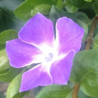 Vinca major