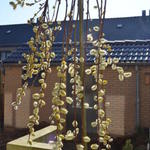 Salix caprea 'Kilmarnock' - 