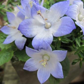 Campanula isophylla 'Starina Bicolor Star'