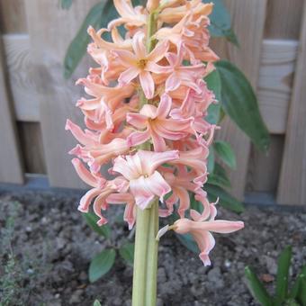 Hyacinthus orientalis 'Gipsy Queen'