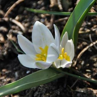 Tulipa polychroma