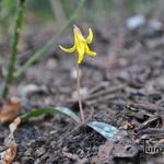 Erythronium umbilicatum - 