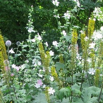 Lavatera thuringiaca 'Ice Cool'