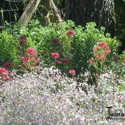 VALÉRIANE - Centranthus ruber 'Coccineus'