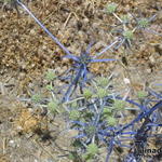 Eryngium creticum - 