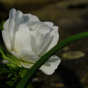 Anemone coronaria  'De Caen'