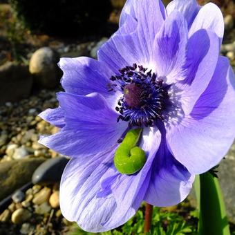 Anemone coronaria  'De Caen'