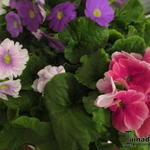 Primula obconica - 