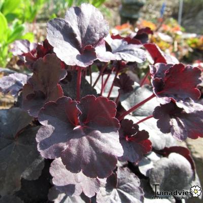 Heuchera 'Obsidian' - Heuchera 'Obsidian'