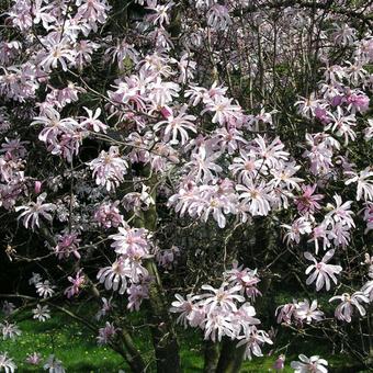 Magnolia x loebneri 'Leonard Messel'