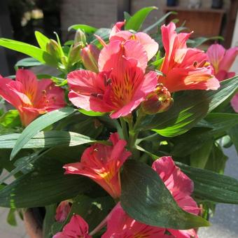 Alstroemeria