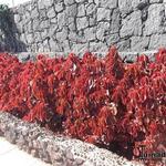 Acalypha wilkesiana - 