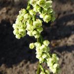 Stachyurus praecox  var. matsuzakii - Stachyurus praecox var. matsuzakii