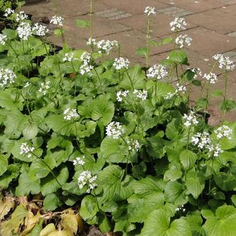 Pachyphragma macrophylla