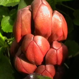 Hyacinthus orientalis 'Jan Bos'