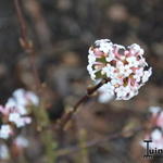 Viburnum grandiflorum - 