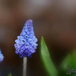 Muscari azureum - Himmelblaue Traubenhyazinthe